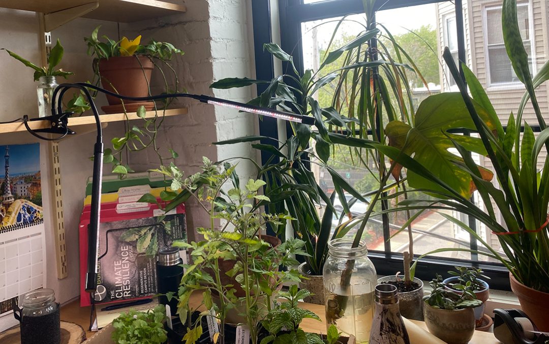 Plant Parents 01